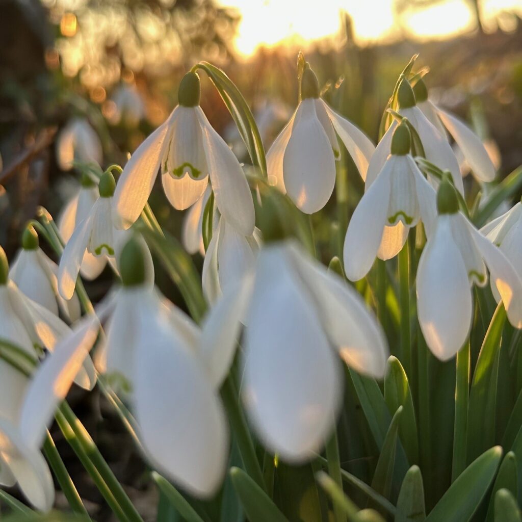 Snowdrop flowers are pictured with sunlight shining through their petals.