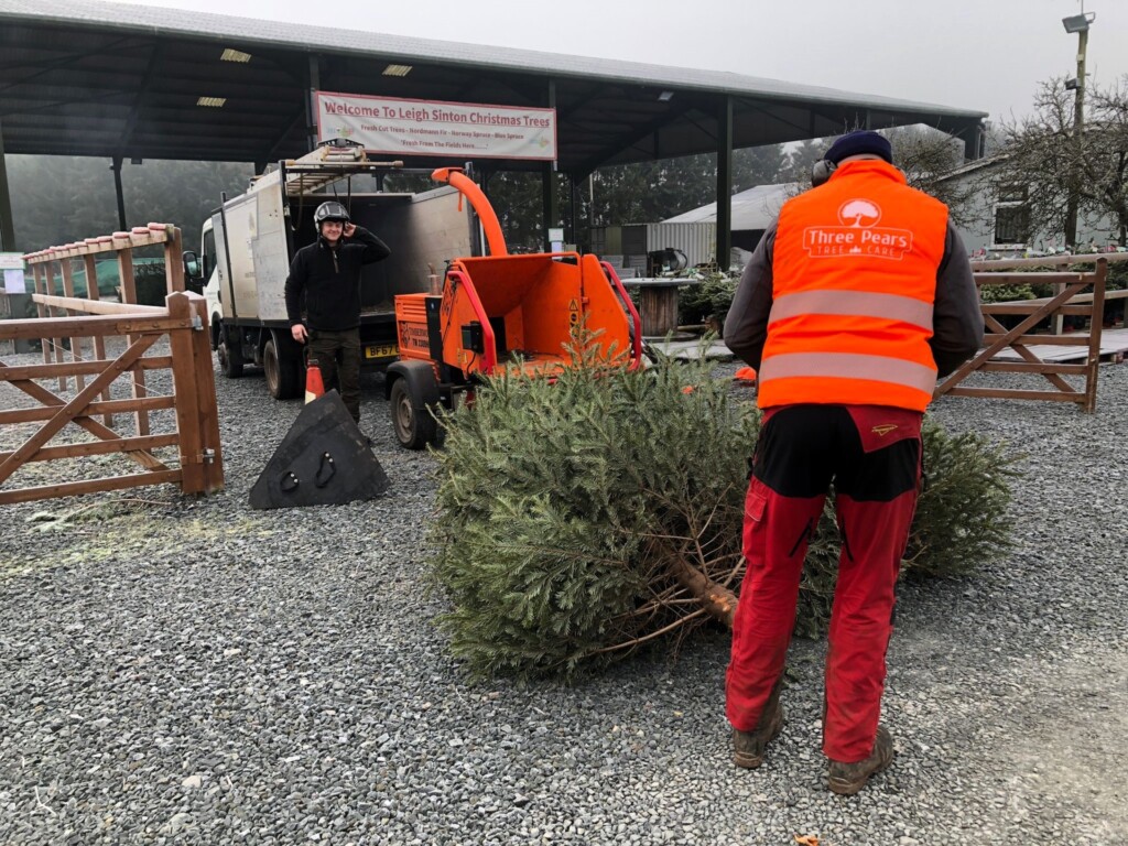 Volunteers chip Christmas trees